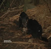Tasman devils Conservation Park